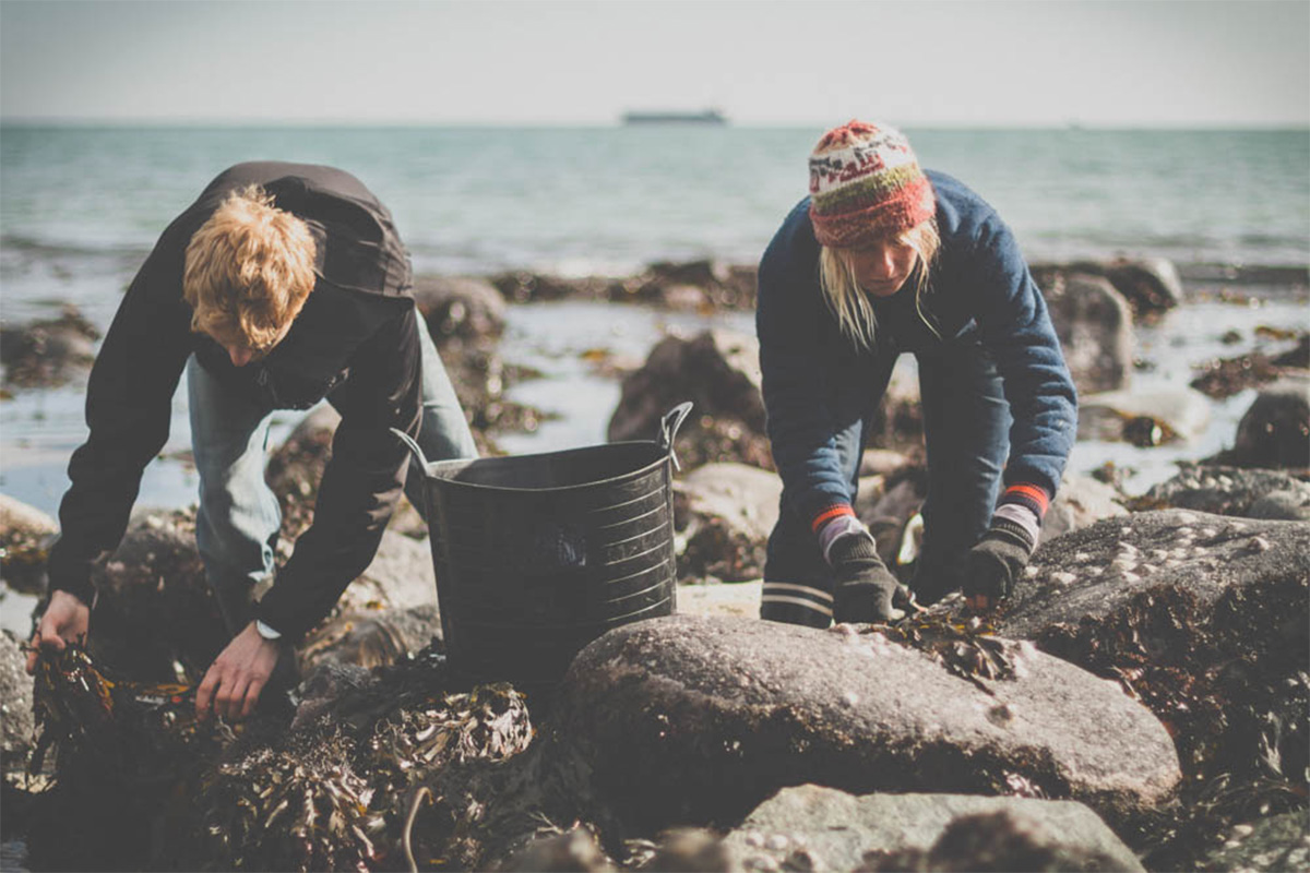 tim and caro of the cornish seaweed company collecting seaweed from the rocks in cornwall