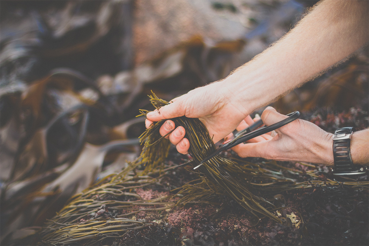 cutting seaweed with scissors 