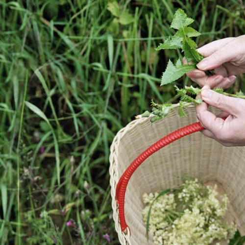Woodland Foraging