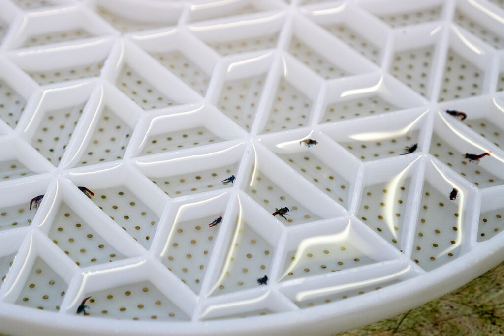 juvenile lobster larvae in trays at the national lobster hatchery