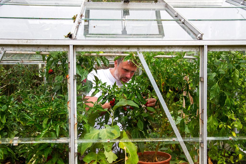harvesting chillies in a greenhouse