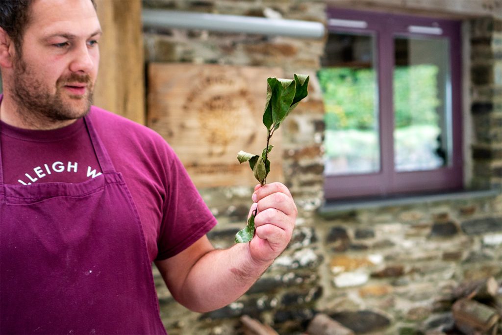 chef rupert cooper holding up a twig of bay leaves